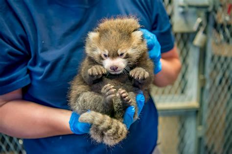 Milwaukee Zoo Announced The Birth Of Another Adorable Red Panda