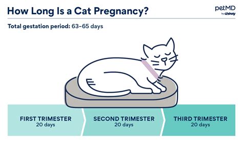 Cat Pregnancy And Birth Signs Cat Pregnancy Length And More Petmd
