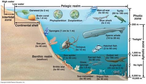 Image Result For Ocean Biome Characteristics Ocean Zones Ocean