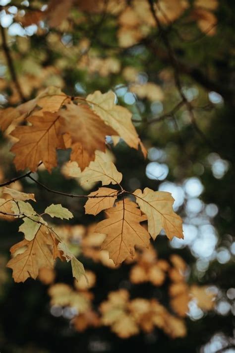 Leaf Motif 100 Best Free Leaf Leafe Autumn And Fall Photos On