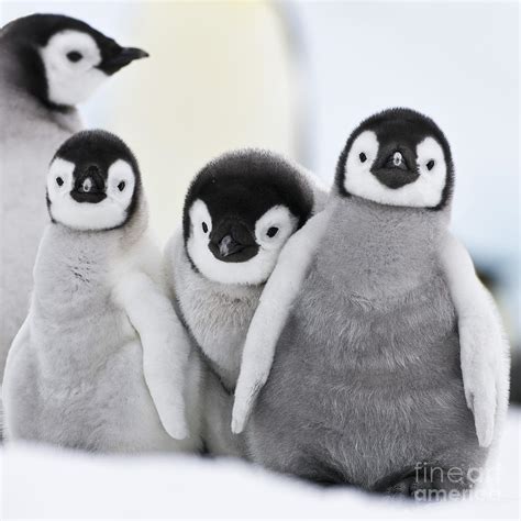 Emperor Penguin Chicks Photograph By Jean Louis Klein And Marie Luce