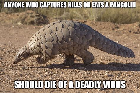 Image Tagged In Pangolin Casualty Imgflip