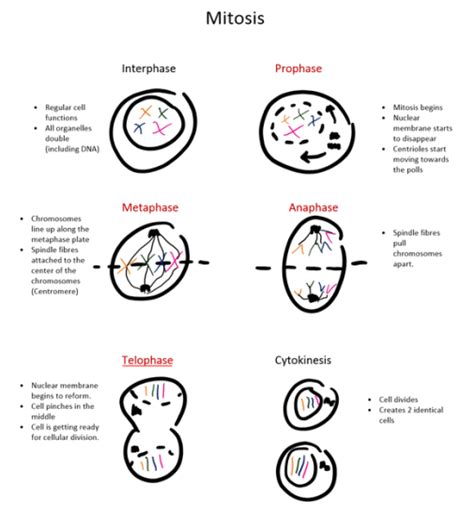 Mitosis And Meiosis Biology 11 Portfolio