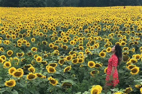 Toronto Found Another Sunflower Farm To Take Epic Photos