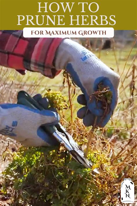 How To Prune Herbs And Perennials For Maximum Growth Melissa K Norris
