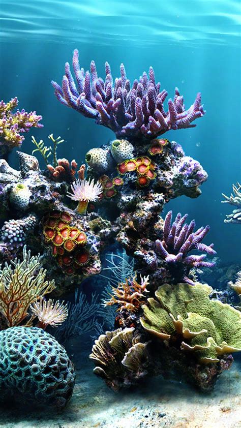 Coral Reef Wallpaper Iphone