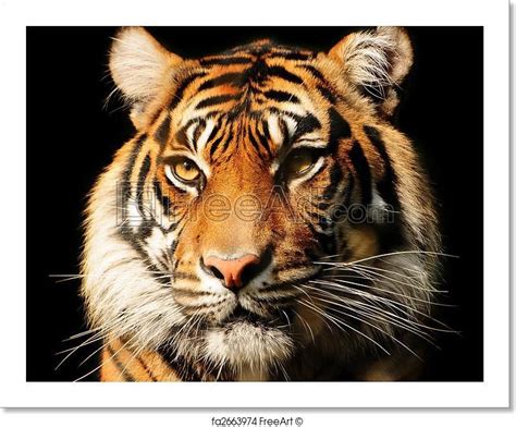 Free Art Print Of Tiger Portrait Sumatran Tiger Free