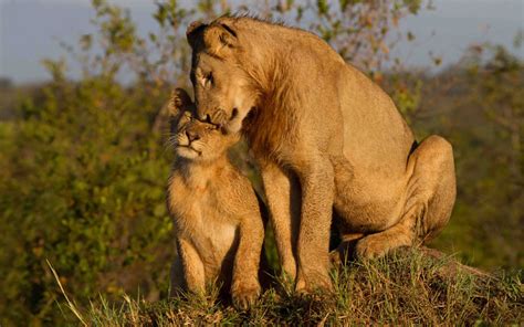 Lioness With Her Cub