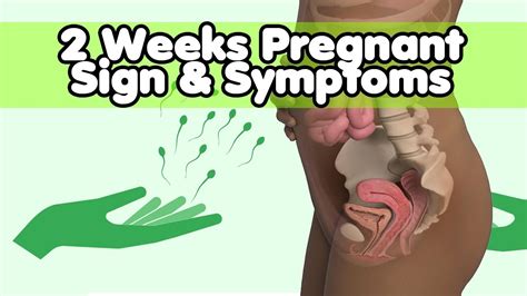 2 Weeks Pregnant Signs And Symptoms Youtube