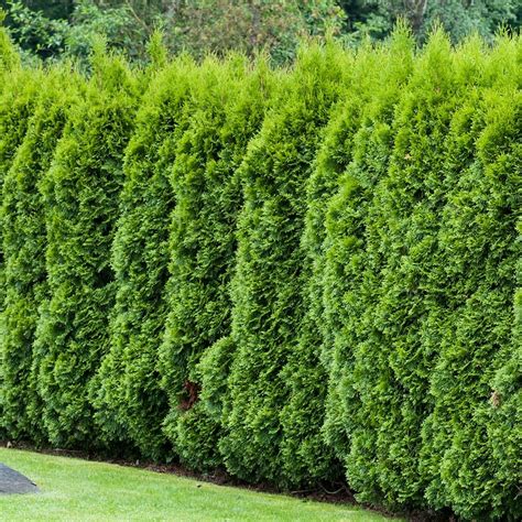 Buy White Cedar Thuja Occidentalis Smaragd £899 Delivery By Crocus