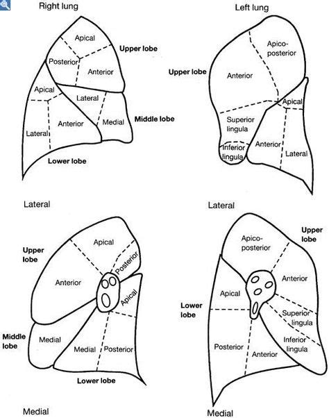 Lung Segments Nuclear Medicine Medical Mnemonics Lunges