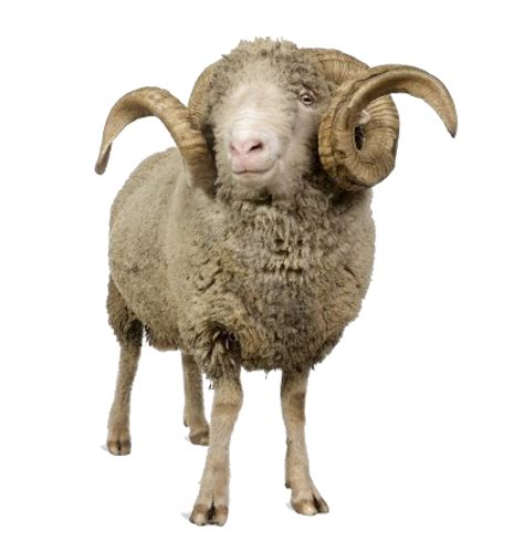 Sheep Png Image Transparent Image Download Size 1161x1200px