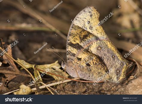 Evening Brown Butterfly Melanitis Leda Resting Amongst Leaves Stock