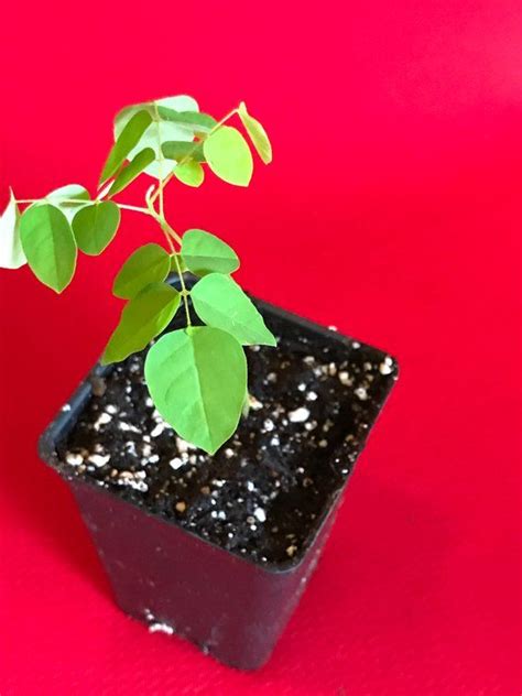 They can be purchased at the oasis and occasionally from the traveling cart. Star Fruit Averrhoa Carambola Bell Seedling Potted ...