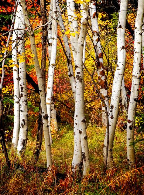 30 Different Types Of Birch Trees Mirekmilanna