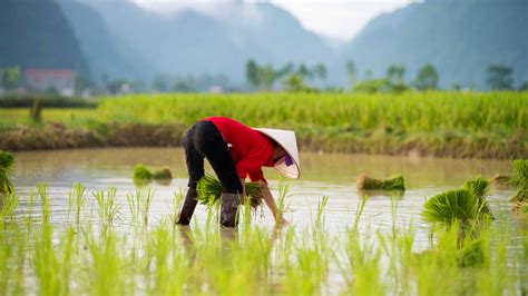 Rice Farmer Vietnam Uhd 4k Wallpaper Pixelz