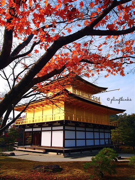 Golden Pavilion Temple Kinkaku Ji In Autumn Kyoto Japan Golden