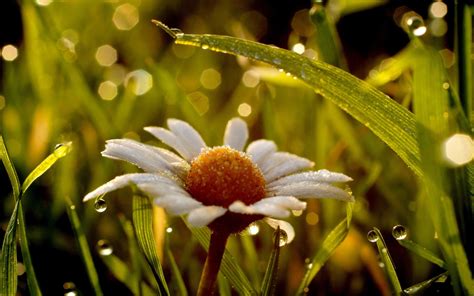 Wallpaper Water Wet Spring Dew Daisy Light Flower Flora