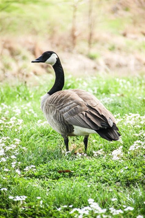 Profile Of Canadian Goose Standing On A River Bank Print