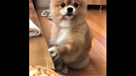 Pomeranian Begs For Food In Cutest Way Imaginable