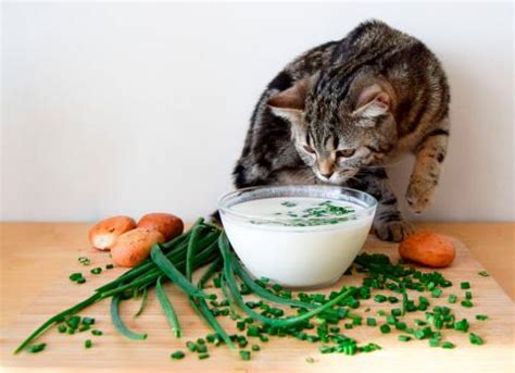 Alimentos No Recomendados Para Un Gato Evita Que Los Coma