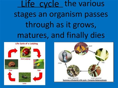Ppt Chapter 6 Living Organisms Powerpoint Presentation Free Download
