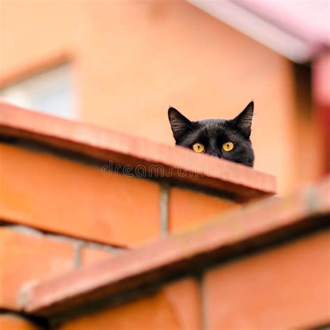 Black Cat Peeking Out From Behind The Wall Stock Image Image Of