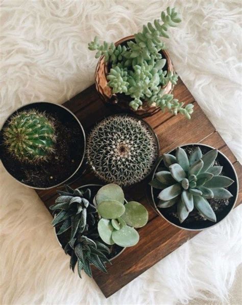 When growing these plants indoors, you'll want to recreate that sort of environment. 61 Best Indoor Plants You Can Grow Without Care | Indoor ...