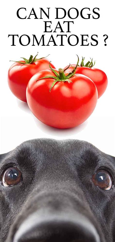 Can Dogs Eat Tomatoes Ripe And Red Vs Unripe And Green