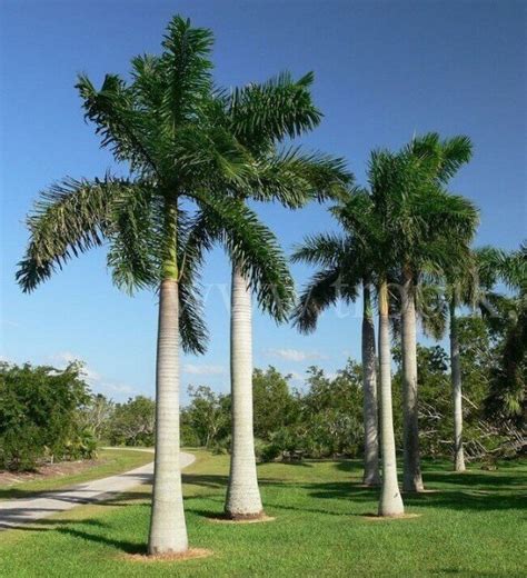 Super 10 Seeds Roystonea Regia Royal Palm Exotic Tree Uk Plant