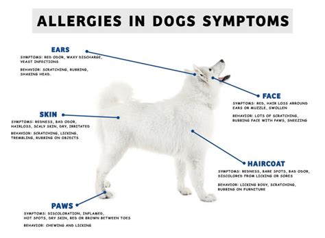 4 Signs Your Pet Could Be Suffering From Allergies Vet In Toney