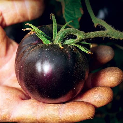 50 Organic Black Beauty Heirloom Tomato Seeds Samen Semi Etsy