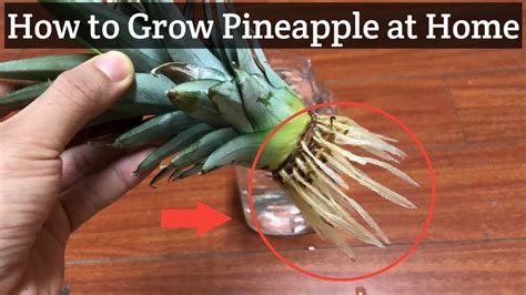 How To Grow Pineapple At Home Fast And Easy Way Youtube