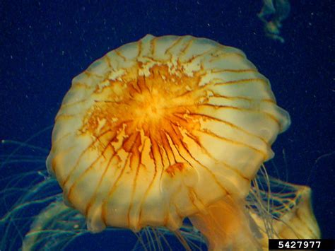 Pacific Sea Nettle Chrysaora Melanaster Semaeostomeae Pelagiidae