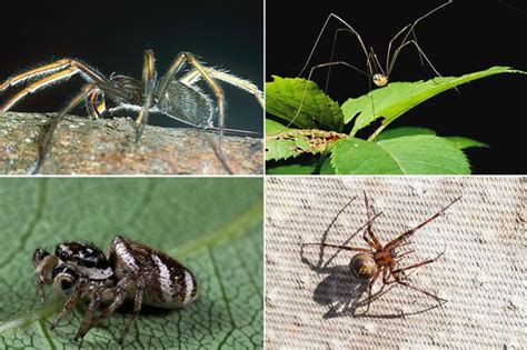 10 Common House Spiders Everything That You Need To Know