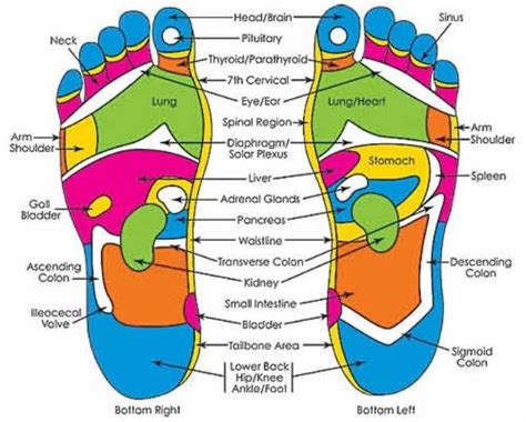 I Believe Foot Reflexology Reflexology Chart Foot Reflexology Massage