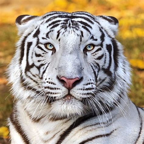 White Tiger National Geographic