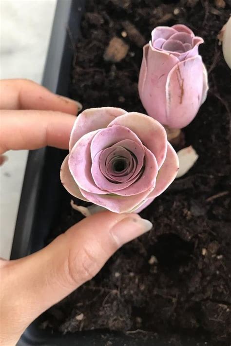 These Rare Succulents Look Just Like Roses And Theyre Available On