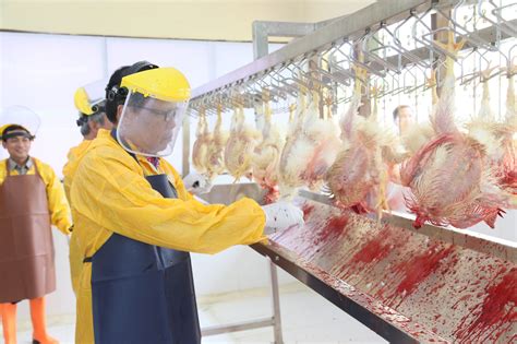 Rumah Pemotongan Ayam Kini Ada Di Unila Universitas Lampung