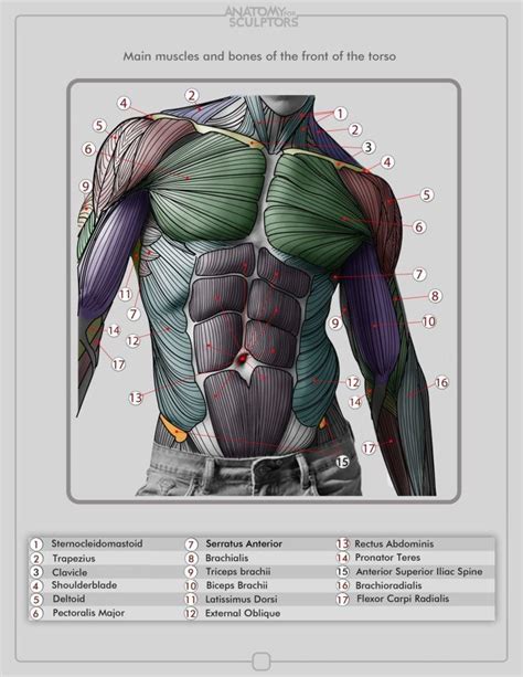 Anatomy Drawing Figure Drawing Reference Drawing Reference