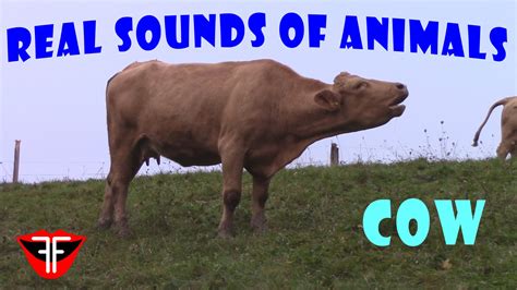 Top 171 Sound Of Animals Cow