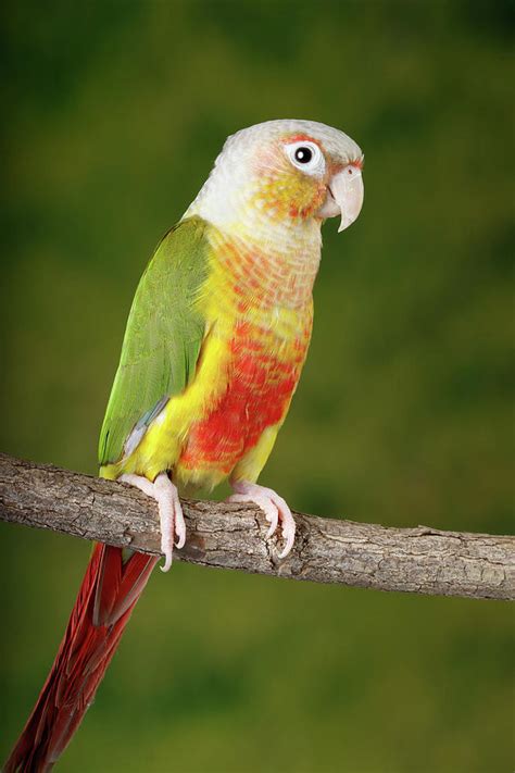 Green Cheeked Conure Photograph By David Kenny Pixels