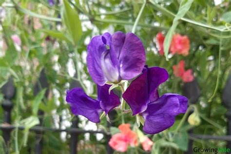 Growing Sweet Peas How To Plant And Care Successfully Growingvale