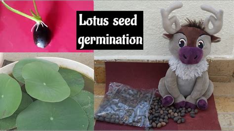 Lotus Seed Germination How To Grow Lotus Plant From Seeds Step By
