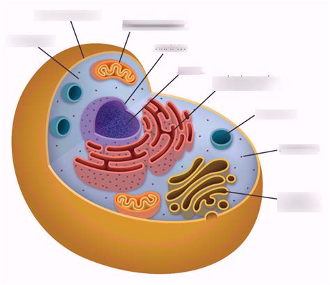 Parts Of The Eukaryotic Cell Diagram Quizlet