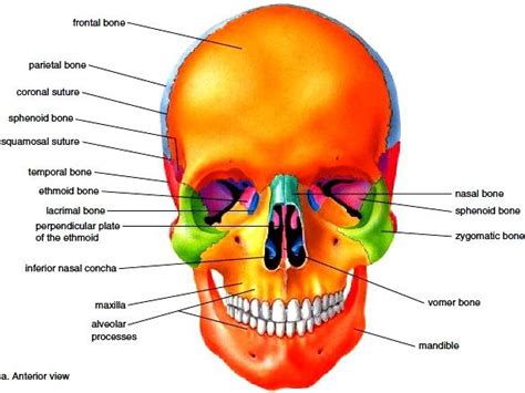 How many bones does the face have? Facial Bones at University of Texas - Permian Basin ...