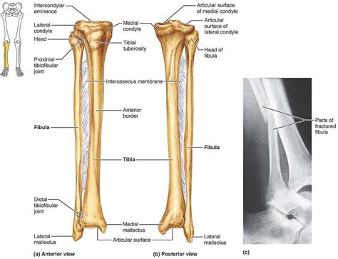 Figure The Tibia And Fibula Of The Right Leg A Photo On Flickriver My