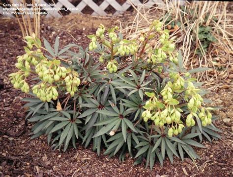 Plantfiles Pictures Bears Foot Stinking Hellebore Wester Flisk