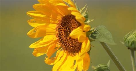 19th annual Sunflower Trail and Festival returns