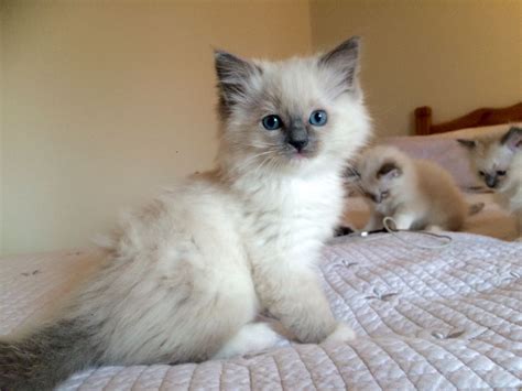 Ragdoll Kittens Blue Mittedlilac Lynx Mittedseal